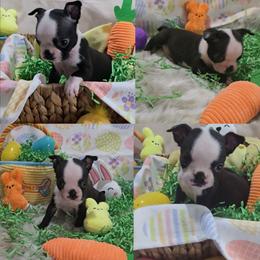 Tan - Black and white female Boston Terrier puppy in Clinton Township, Michigan from Greenberg's Boston Terriers & Bullies of Metro Detroit