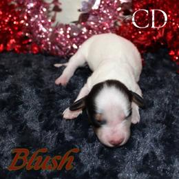 Blush - Black and tan female Dachshund puppy in Huntington, Texas from Camacho_Dachshunds
