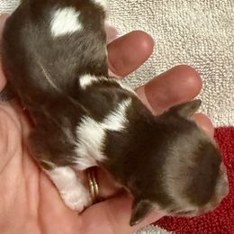 Havanese Puppies from Cornerstone Creek Farm