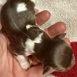Havanese Puppies from Cornerstone Creek Farm