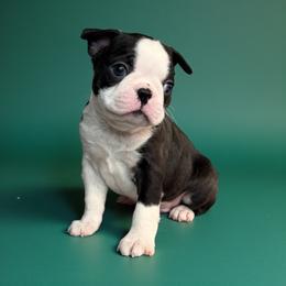 AKC Radar - Brindle and white male Boston Terrier puppy in Galena, Kansas from RottNBostons
