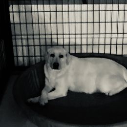 Hope - Labrador Retriever