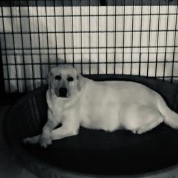 Hope - Labrador Retriever