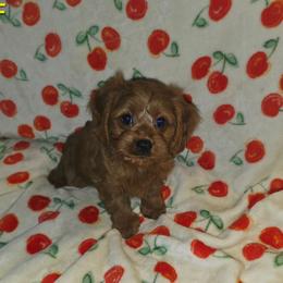 Emma - Red female Cavapoo puppy in Copan, Oklahoma from Lebel Cavapoos