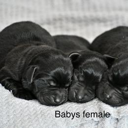 Black females - Black female Labrador Retriever puppy in Mississippi from Sure Shot English Labs