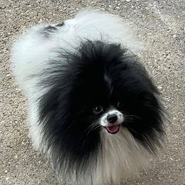 FITZ - Pomeranian