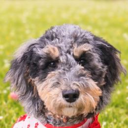 Apple Pie - Merle female Goldendoodle puppy in Everett, Washington from Pawlydoodles