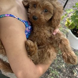Cavapoo Puppies from Doodles of Central Texas