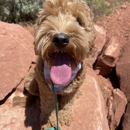 Aussiedoodle and Goldendoodle Puppies from Garside Doodles