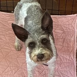 COCO - Miniature Schnauzer