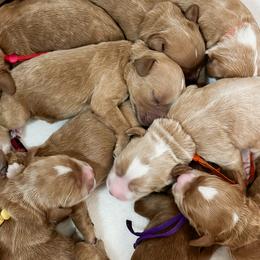 Australian Labradoodles from West Haven Australian Labradoodles