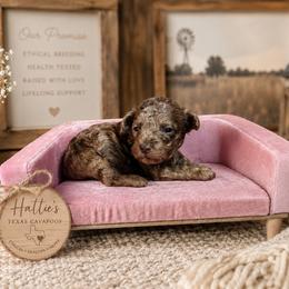 Nina - Merle female Cavapoo puppy in Thorndale, Texas from Hattie’s Texas Cavapoos