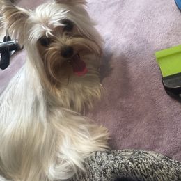 Beauty - Tan and white female Yorkshire Terrier puppy in Riverside, California from Playful Puppies