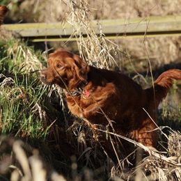 Willow - Golden Retriever