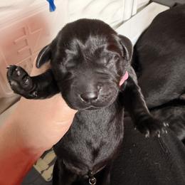 Blue - Black male Labrador Retriever puppy in Ankeny, Iowa from Avondale Labradors