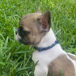 French Bulldog Puppies from Oakmont Frenchies