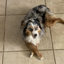 Toy Australian Shepherds from Kennard Ranch Pups