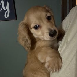Sam - Cream male Dachshund puppy in Dawson, Alabama from Bells Dashing Dachshunds