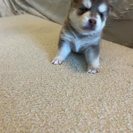 Pomsky Puppies from Pomsky Hills