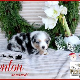Trenton - Blue merle male Miniature Australian Shepherd puppy in Madisonville, Texas from Flying LL Aussies