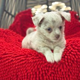 Snickers - Merle male Chihuahua puppy in Ochlocknee, Georgia from High Cotton Chihuahuas