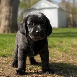 ABIGAIL - Black female Labrador Retriever puppy in Braselton, Georgia from Bel Amour