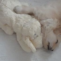 Golden Retriever Puppies from Broomfield Golden's