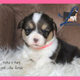 Pink Female - Black and tan female Pembroke Welsh Corgi puppy in Wayne City, Illinois from Lash Livestock & Corgis