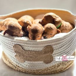 Poodle Puppies from Poodle Avenue