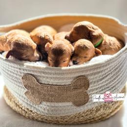 Poodle Puppies from Poodle Avenue