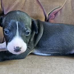 Seal girl - Seal female Italian Greyhound puppy in Phillips, Maine from Maplewood Italian Greyhounds