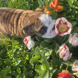 Bulldog Puppies from K & K Little Blessings