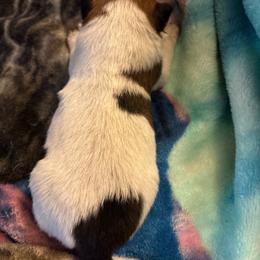 Girl 4 - Blue female Australian Cattle Dog puppy in Defuniak Springs, Florida from Blue Cypress Stock dogs