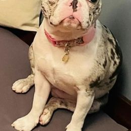 Boston Terriers and Companion Crosses from Boston Terriers of Boston
