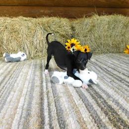Bianca Female 2 - Black female Italian Greyhound puppy in Sparta Tn And Caryville Fl, Florida from Summerwind Kennel