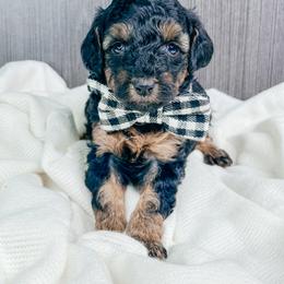 Oliver - Phantom male Poodle puppy in from Pink Poodles and Doodles
