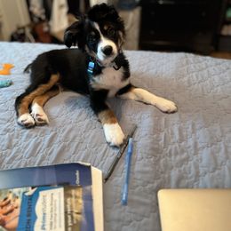French Bulldog, Miniature Australian Shepherd, and Toy Australian Shepherd All Grown Up from Water Wheel Farm