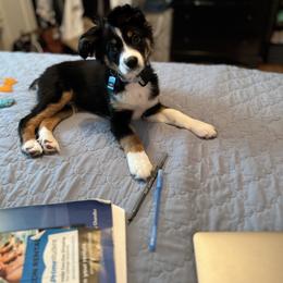 French Bulldog, Miniature Australian Shepherd, and Toy Australian Shepherd All Grown Up from Water Wheel Farm