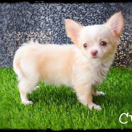 Cub - Cream and white male Chihuahua puppy in Demorest, Georgia from Sourpatch Chihuahuas