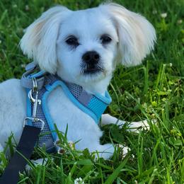 Usher - Cream male Shichon puppy in Limestone, Tennessee from Pilot Hill Teddy Bear Puppies