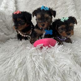 Maltese and Yorkshire Terrier Puppies from Happy Tail Pups