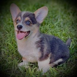 Skyla-Adorable girl with her natural long tail - Blue female Pembroke Welsh Corgi puppy in Taylorsville, North Carolina from Mill Creek’s Pembroke Welsh Corgis and French Bulldogs