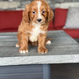 Fred - Red male Bernedoodle puppy in Millersburg, Ohio from T Sanctum