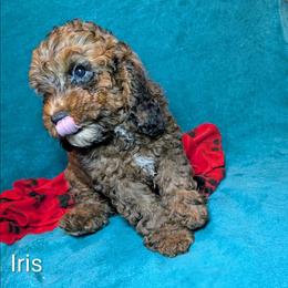 Iris - Brown and tan female Cockapoo puppy in Sunset, Louisiana from Cano Cockapoos