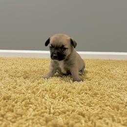 Meme - Black sabled fawn female Chihuahua puppy in Harlan, Iowa from Home Grown Chihuahuas From Iowa