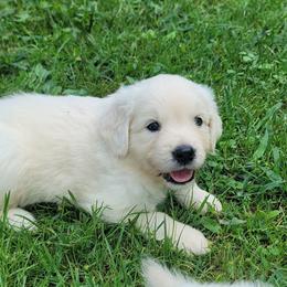 Mr. Teal - Light golden male Golden Retriever puppy in Campton, Kentucky from ElkRidge Goldens