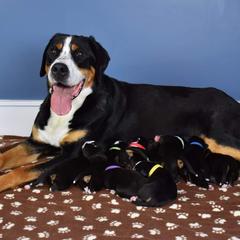 Greater Swiss Mountain Dogs from Majestic Woods Swisses