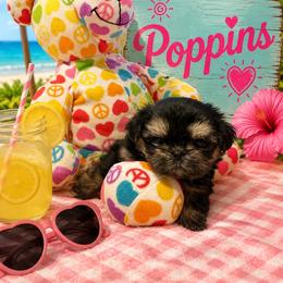 Poppins - Black and tan female Shih Tzu puppy in Bethpage, Tennessee from Tennessee's Treasured Shih Tzus