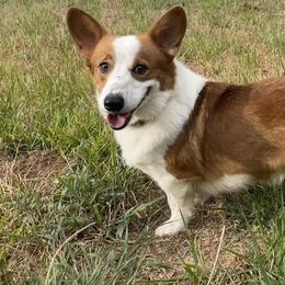 Pembroke Welsh Corgis from Hallin’ Corgis