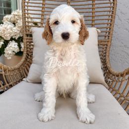 Birch - Parti male Goldendoodle puppy in Apache Junction, Arizona from Golden Haven